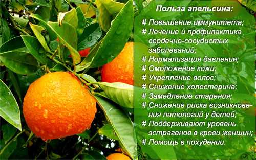 Апельсины: химический состав и пищевая ценность