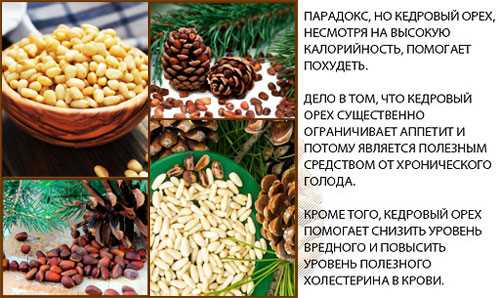 Кедровый орех — химический состав, пищевая ценность, БЖУ, калорийность, витамины, аминокислотный состав, минеральный состав