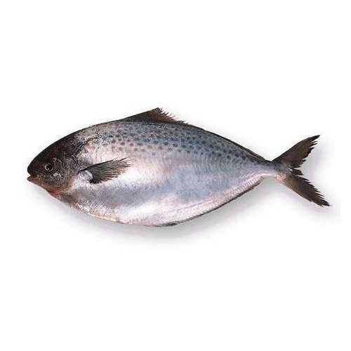 Молочная рыба (ханос) запечённая — химический состав, пищевая ценность, БЖУ, калорийность, витамины, аминокислотный состав, минеральный состав