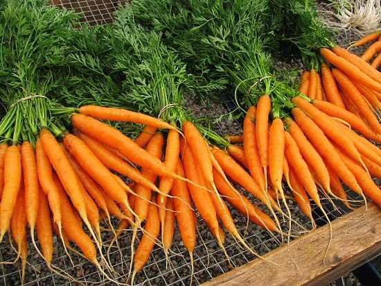 Морковь консервированная — химический состав, пищевая ценность, БЖУ, калорийность, витамины, аминокислотный состав, минеральный состав