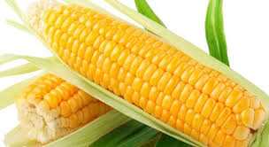 Основные углеводы в зернах кукурузы: