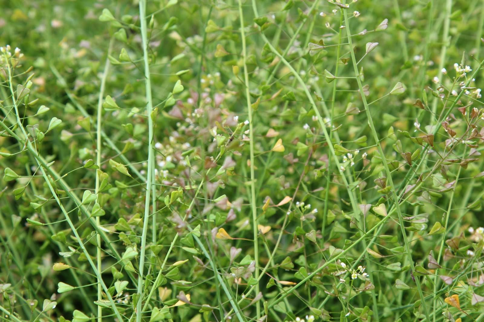 Пастушья сумка: лечебные свойства травы и противопоказания к употреблению