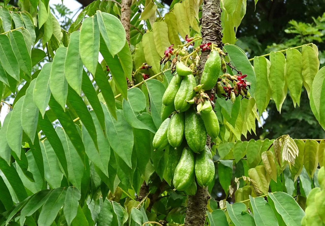 Джида дерево — полезные свойства и применение ягод лоха
