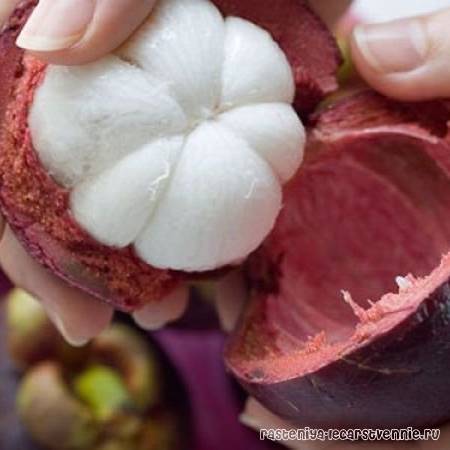 Тропическая сладость: фрукт мангустин и его полезные свойства для здоровья человека