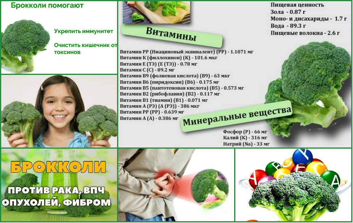 Полезные свойства капусты брокколи для организма и противопоказания