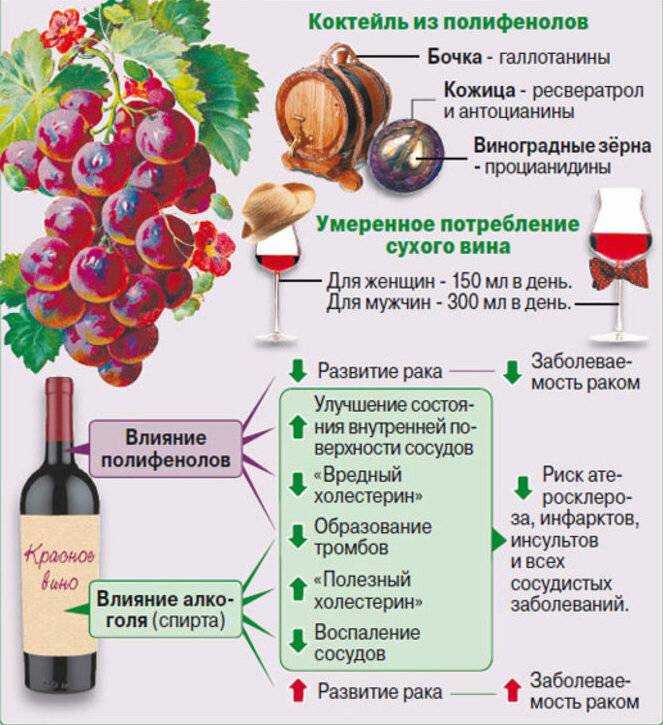 Вино как влияет на организм человека