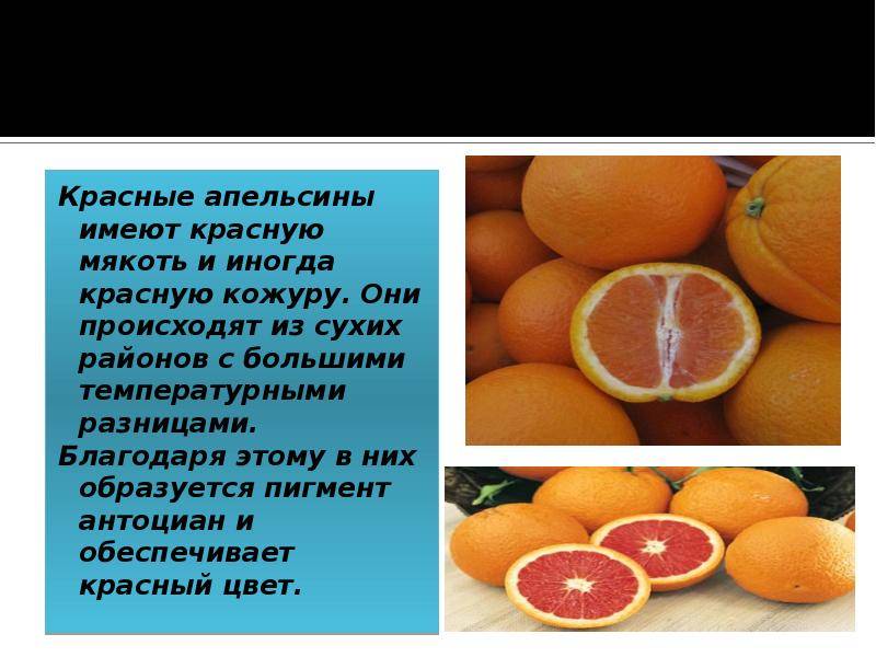 Польза и вред апельсина: оранжевое солнце, полное витаминов