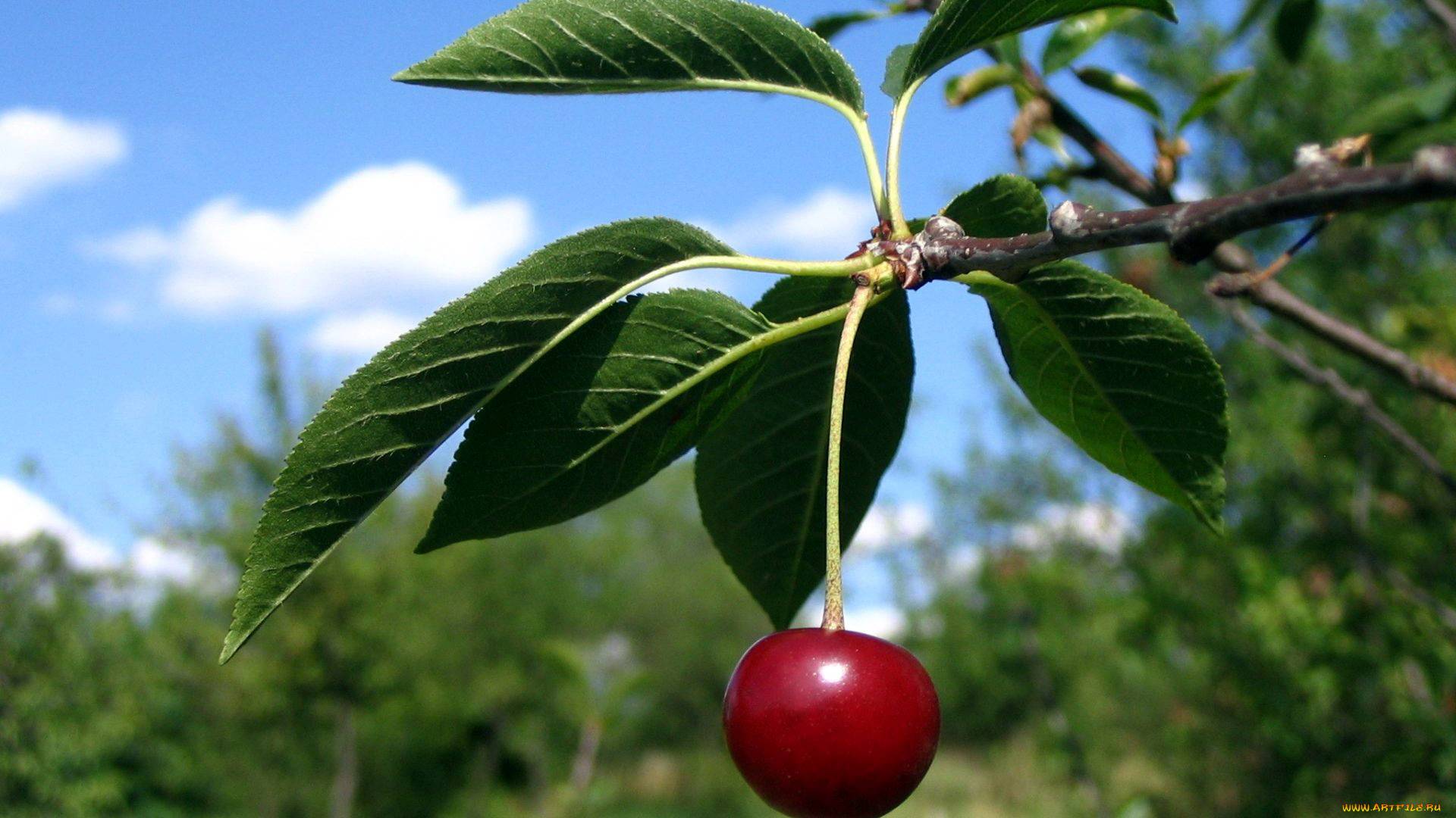Чем полезна вишня для здоровья человека – секреты сочной ягоды