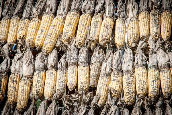 Как сушить кукурузу в домашних условиях надёжно