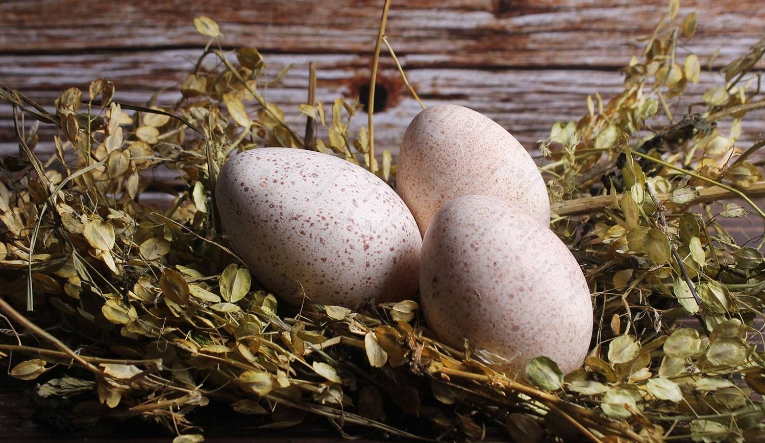 Яйца цесарок — чем полезны, как выглядят и где используются?