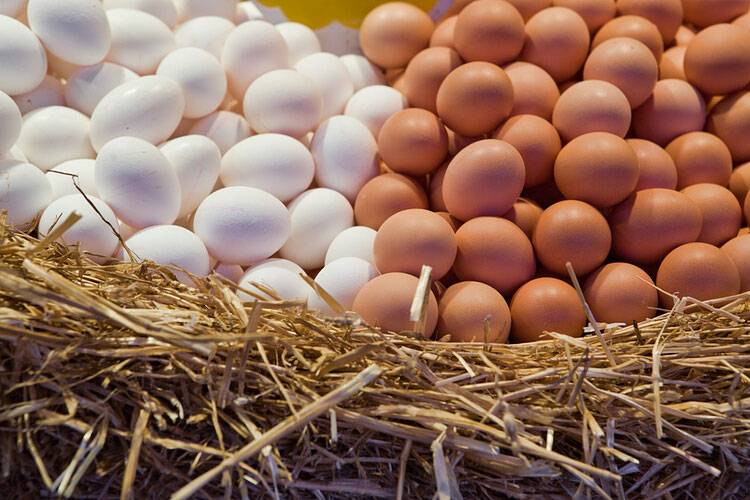 Чем отличаются белые куриные яйца от коричневых