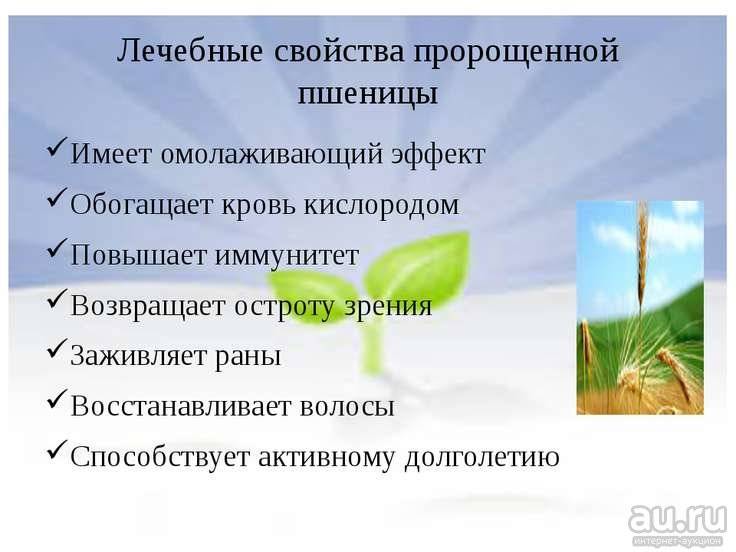 Польза и вред пророщенной пшеницы, как прорастить