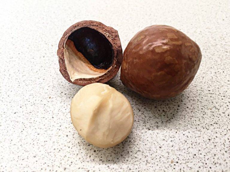 Орехи макадамия, польза и вред для организма человека