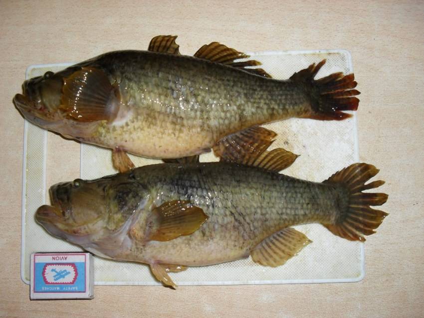 Рыба ротан (реrссоttus glеnii)