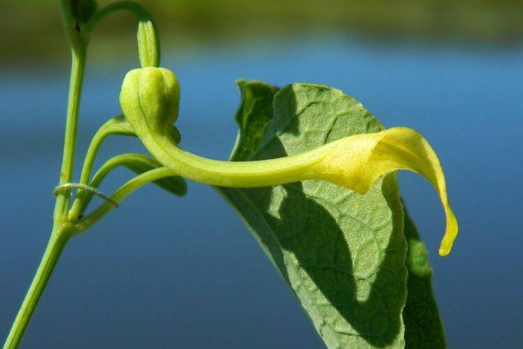 Кирказон ломоносовидный (обыкновенный) – aristolochia clematis l.семейство кирказоновые – aristolochiaceae