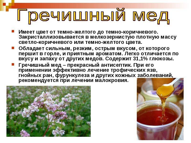 Гречишный мед полезные свойства и противопоказания