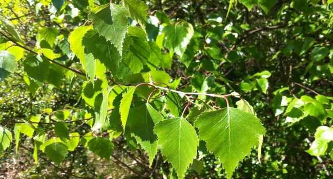 Листья березы лечебные свойства и противопоказания