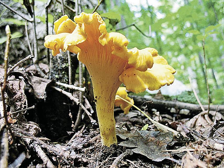 Лечебные свойства грибов лисичек