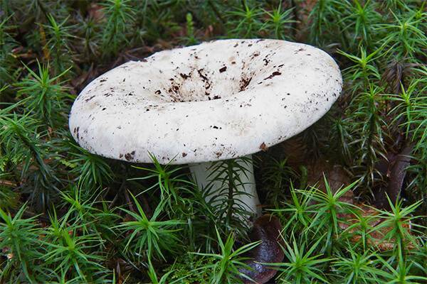 Польза и вред грибов груздей для организма человека: их полезные свойства и противопоказания для употребления