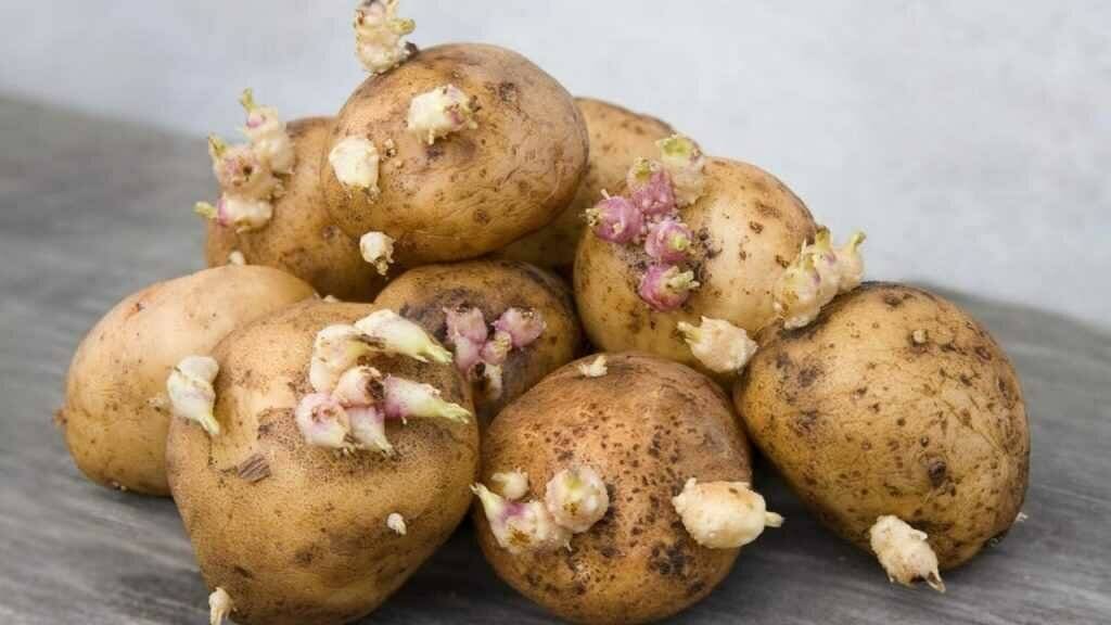 Почему картошка зеленеет и можно ли ее есть