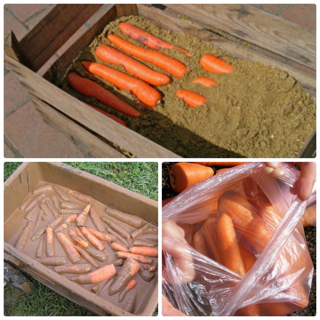 Как сушить морковь: на поджарку и в салат