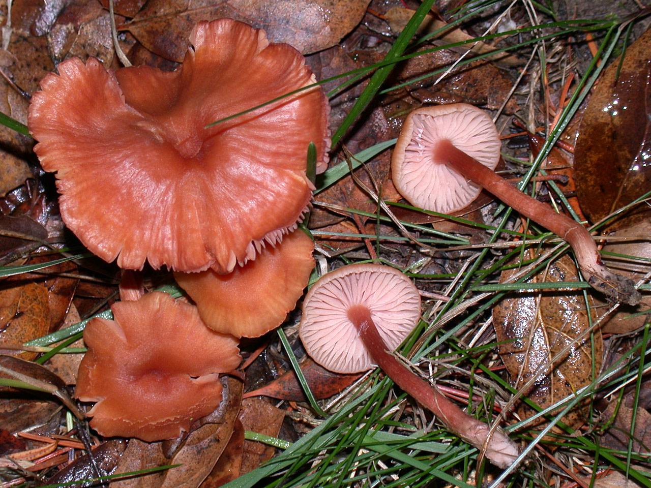 Польза рыжиков, их вред для организма. полезные и вредные свойства грибов рыжиков