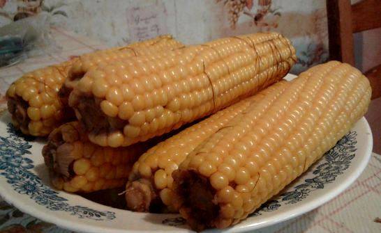Польза и вред вареной кукурузы для здоровья человека