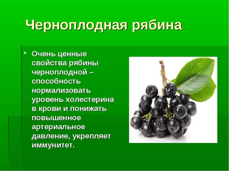 Рябина черноплодная (арония) — польза, вред, применение