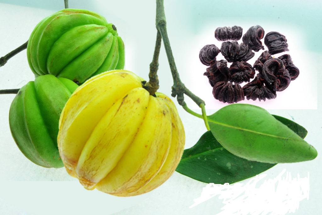 Тамаринд — полезные свойства индийского финика, выращивание в домашних условиях