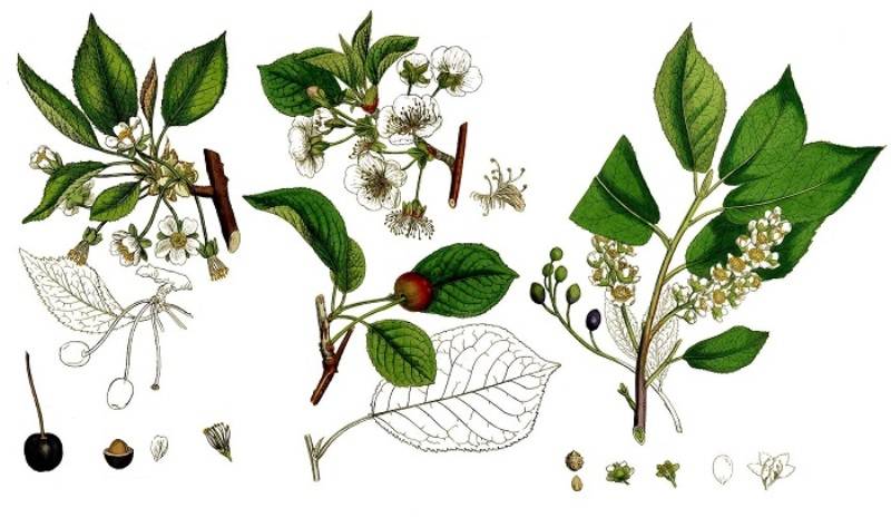 Настой черемухи: лечебные свойства, рецепты на ягодах, цветках, листьях, коре
