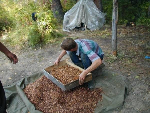 Как легко почистить кедровые орехи от скорлупы дома