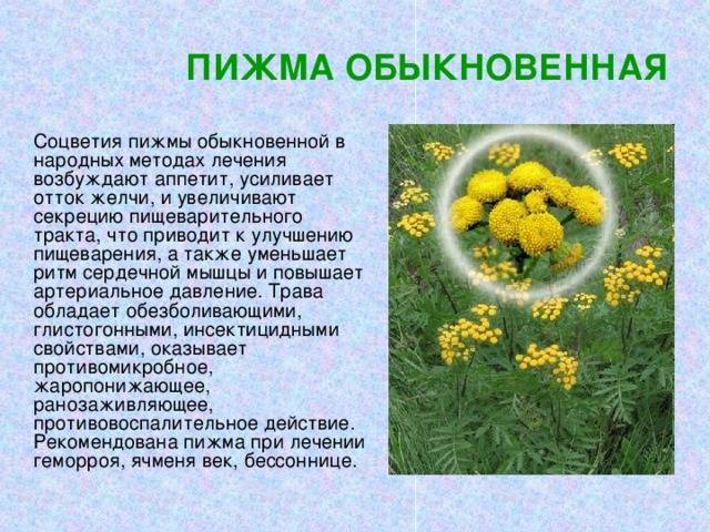 Пижма обыкновенная: применение цветков и травы в народной медицине