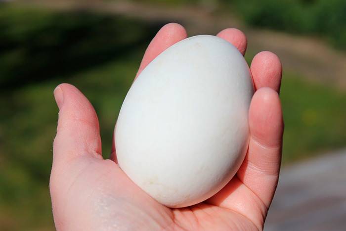 Польза и вред гусиных яиц, можно ли их есть?