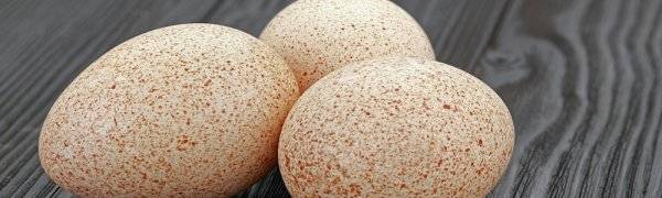 Индюшиные яйца: их польза и вред. можно ли их есть?