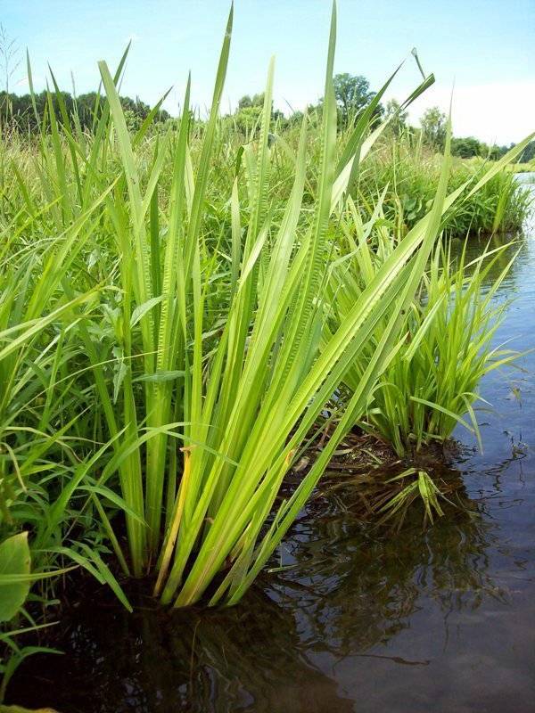 Аир болотный — лечебные свойства и противопоказания