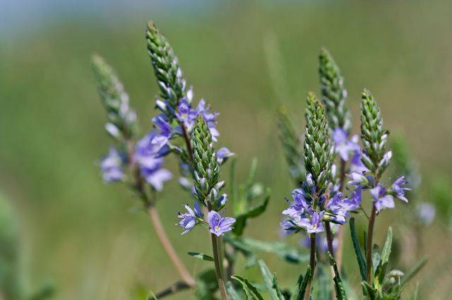Вероника лекарственная (трава) – описание, лечебные свойства, применение