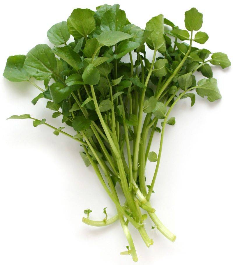 Польза кресс салата, с чем его едят и может зелень причинить вред организму