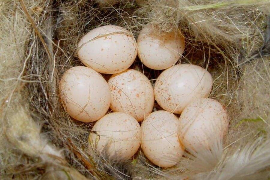 Яйца цесарки — польза и вред для здоровья