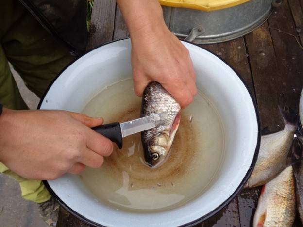 Как почистить рыбу от чешуи правильно, легко, быстро