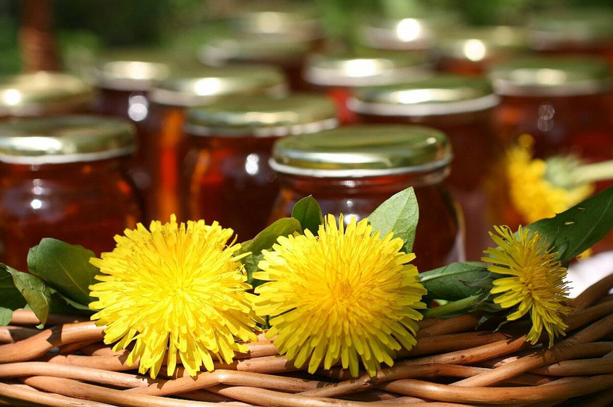 Мед из одуванчиков: полезные свойства, вред и как принимать