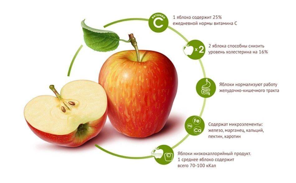 Можно ли употреблять яблоки при беременности на ранних и поздних строках