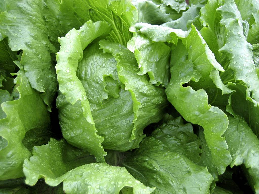 Польза и вред зеленого салата