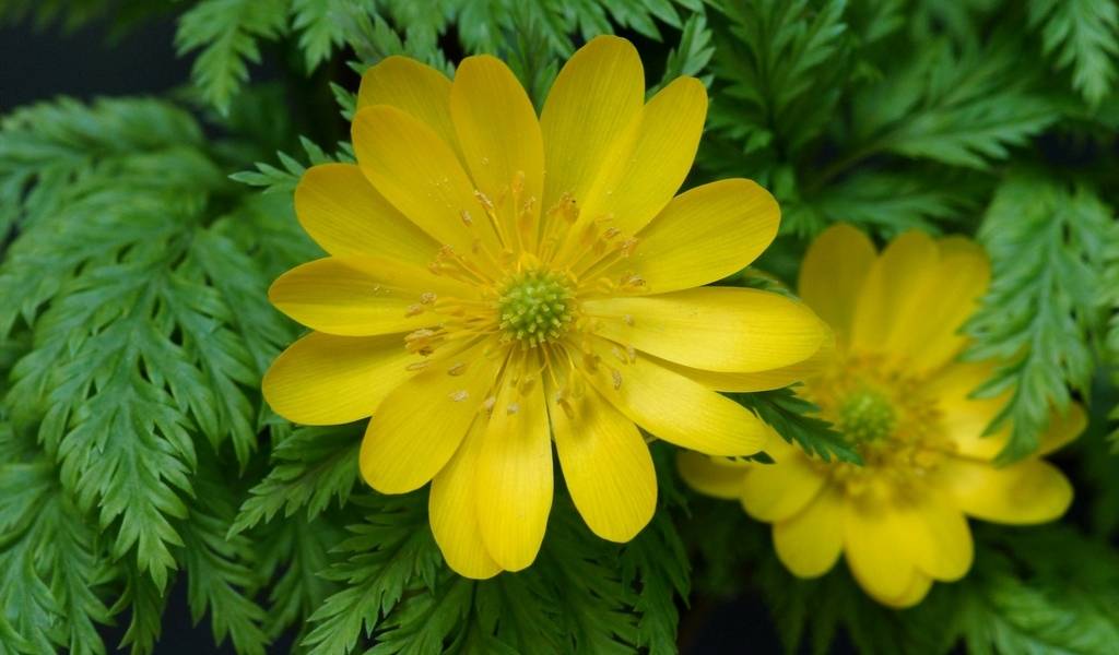 Адонис (горицвет) весенний в традиционной и народной медицине