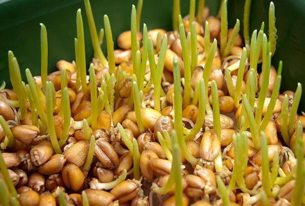 Как проращивать пшеницу в домашних условиях?