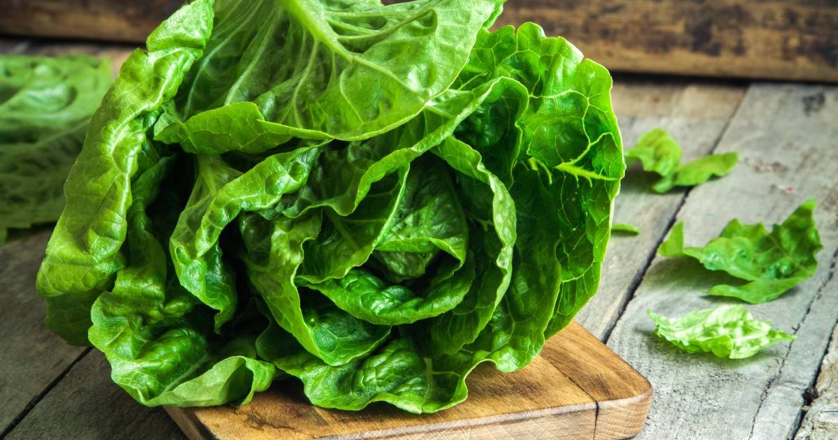 Листовой салат: польза и вред, как сохранить на зиму