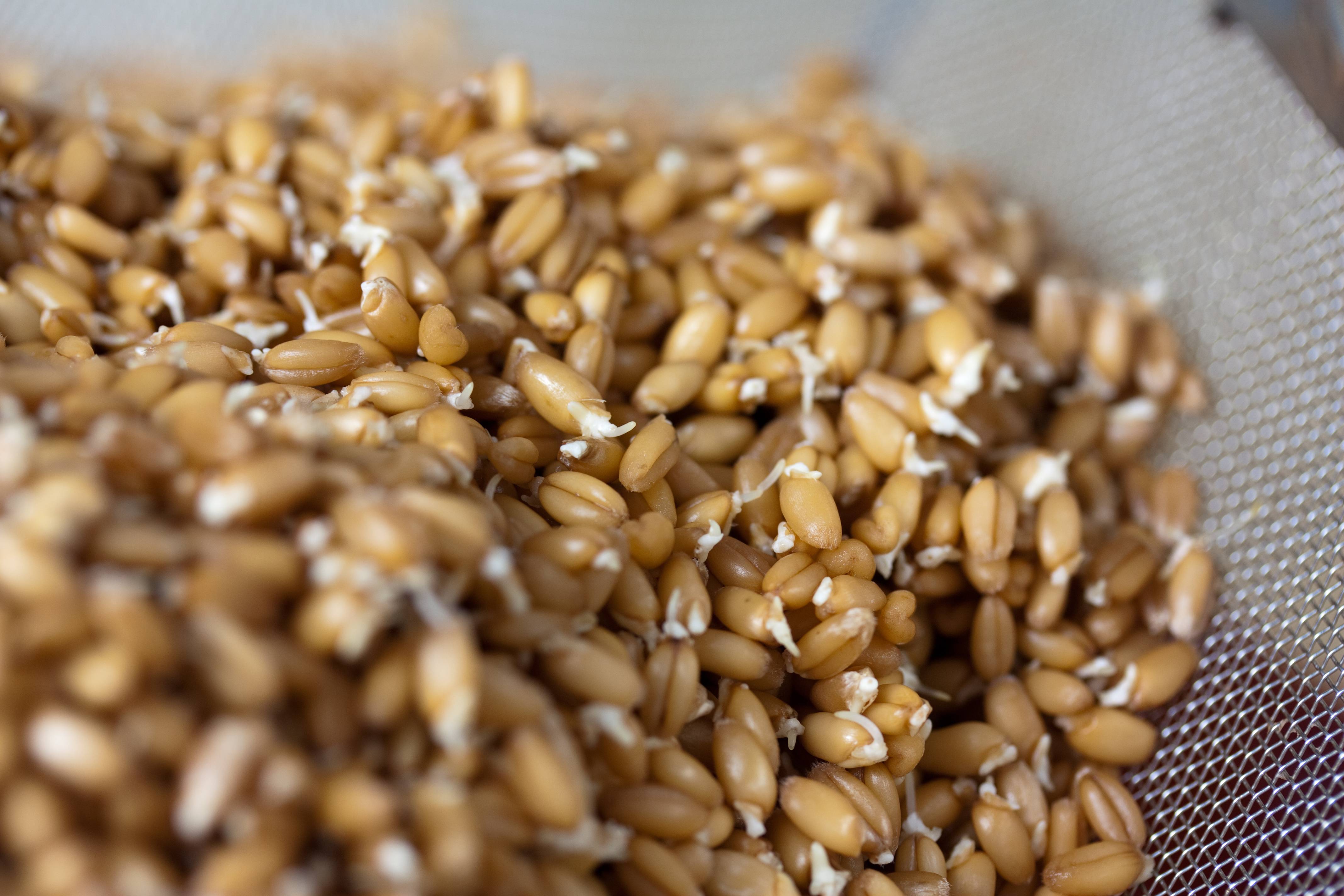 Ростки пшеницы. польза и вред, как прорастить и принимать пророщенные, зеленые, в народной медицине