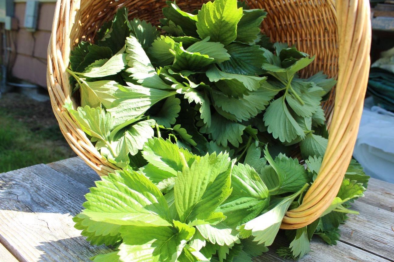 Ягоды и листья земляники – лечебные свойства и советы по применению