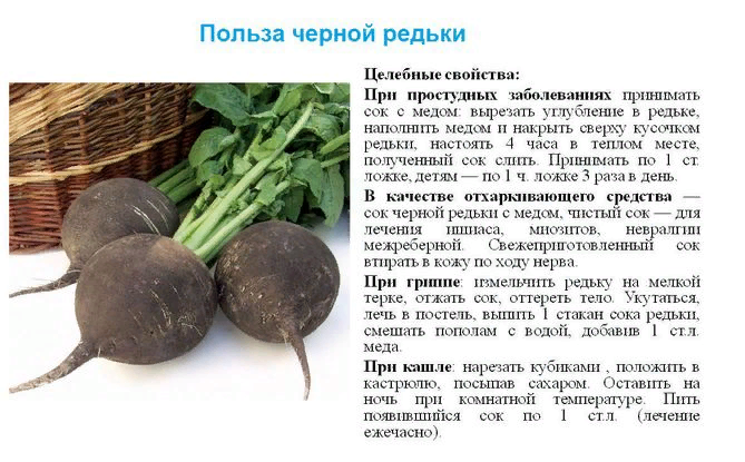 Уникальный овощ – редька дайкон! полезные свойства, противопоказания и проверенные рецепты для здоровья человека