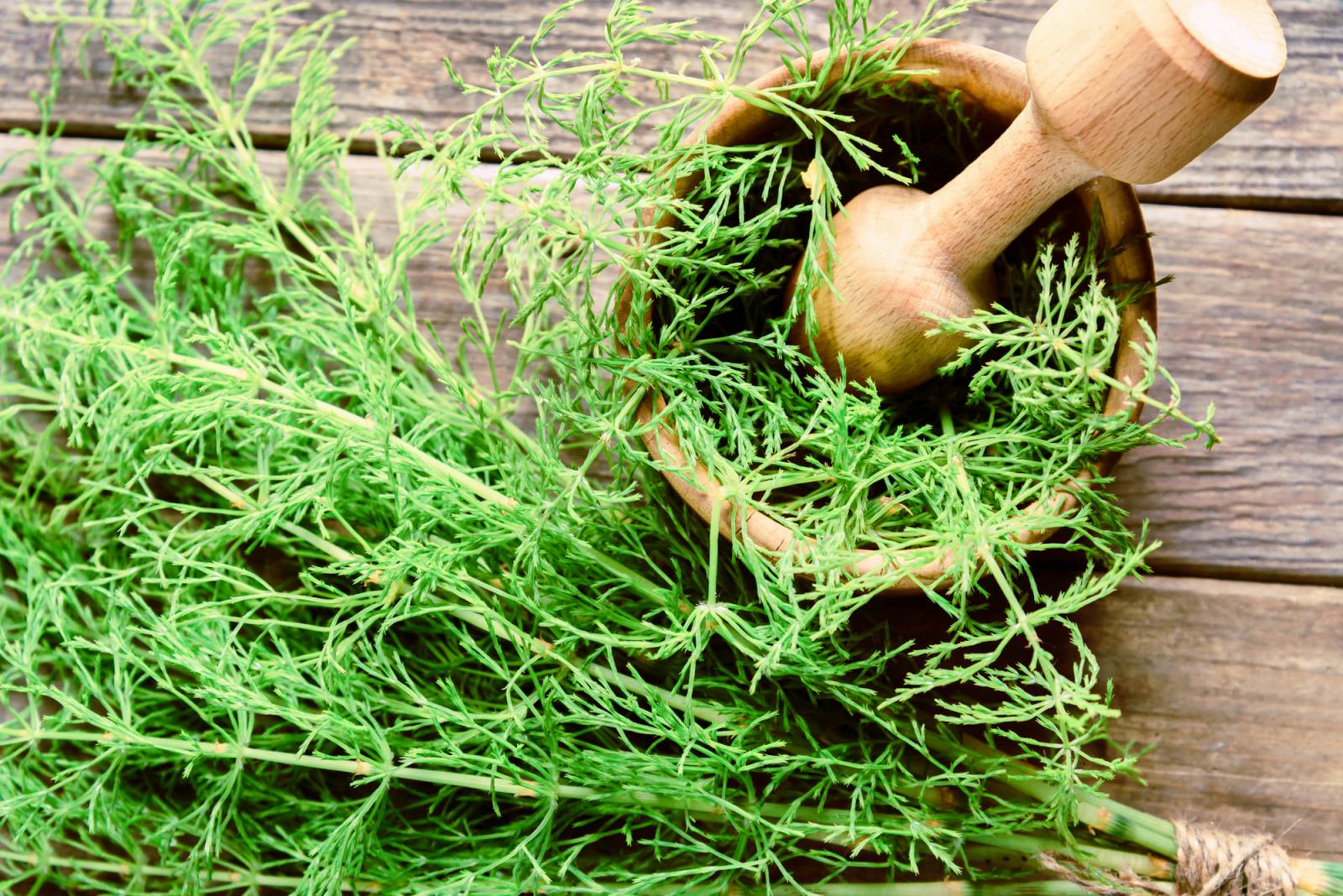 Хвощ полевой: вред и польза лекарственной травы