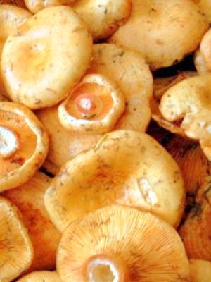 Можно ли грибы рыжики есть сырыми